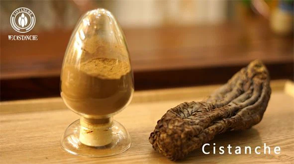 cistanche extract