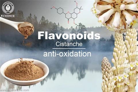 cistanche tubolosa extract