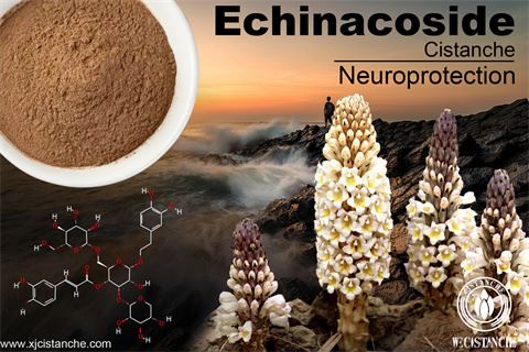 cistanche extract benefits