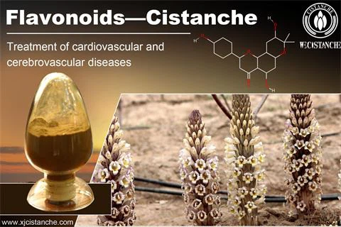 desert cistanche benefits