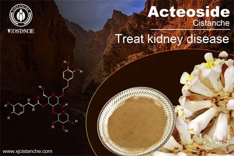 desert cistanche benefits：treating kidney diseases