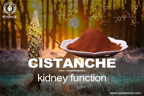 cistanche tubolosa extract:  improve kidney function