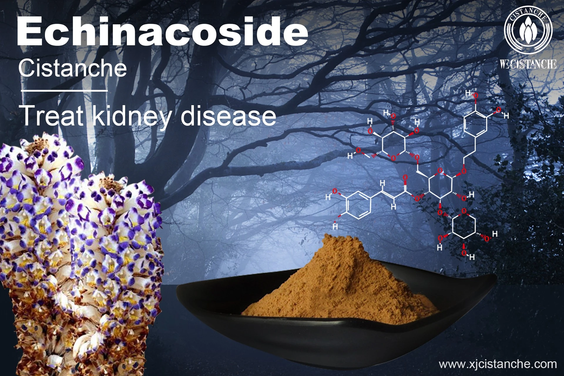 how to treat kidney disease