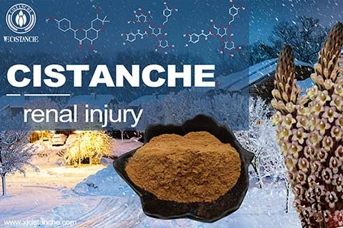 Best Herbs for Kidney Function Damage