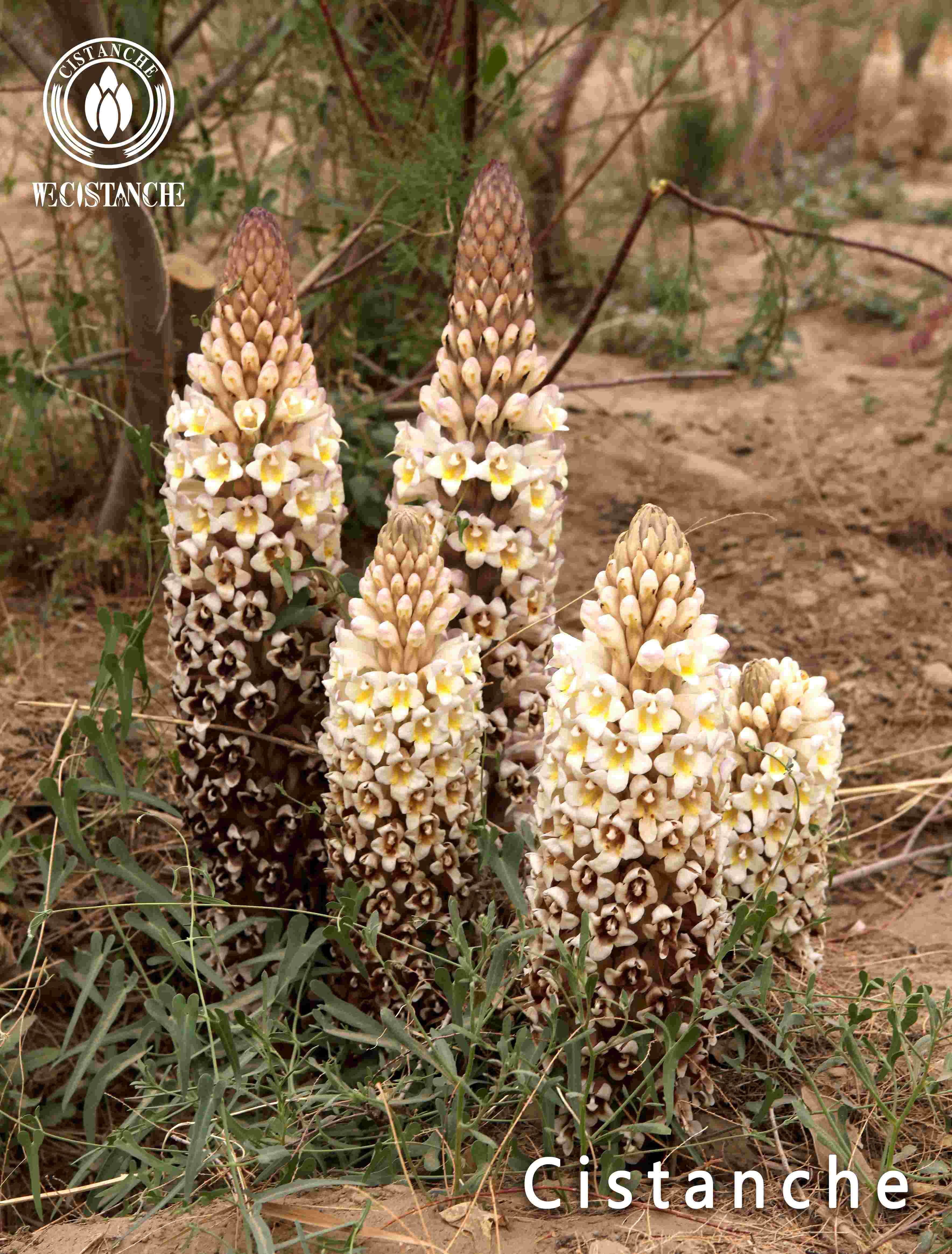 Cistanche tubulosa root