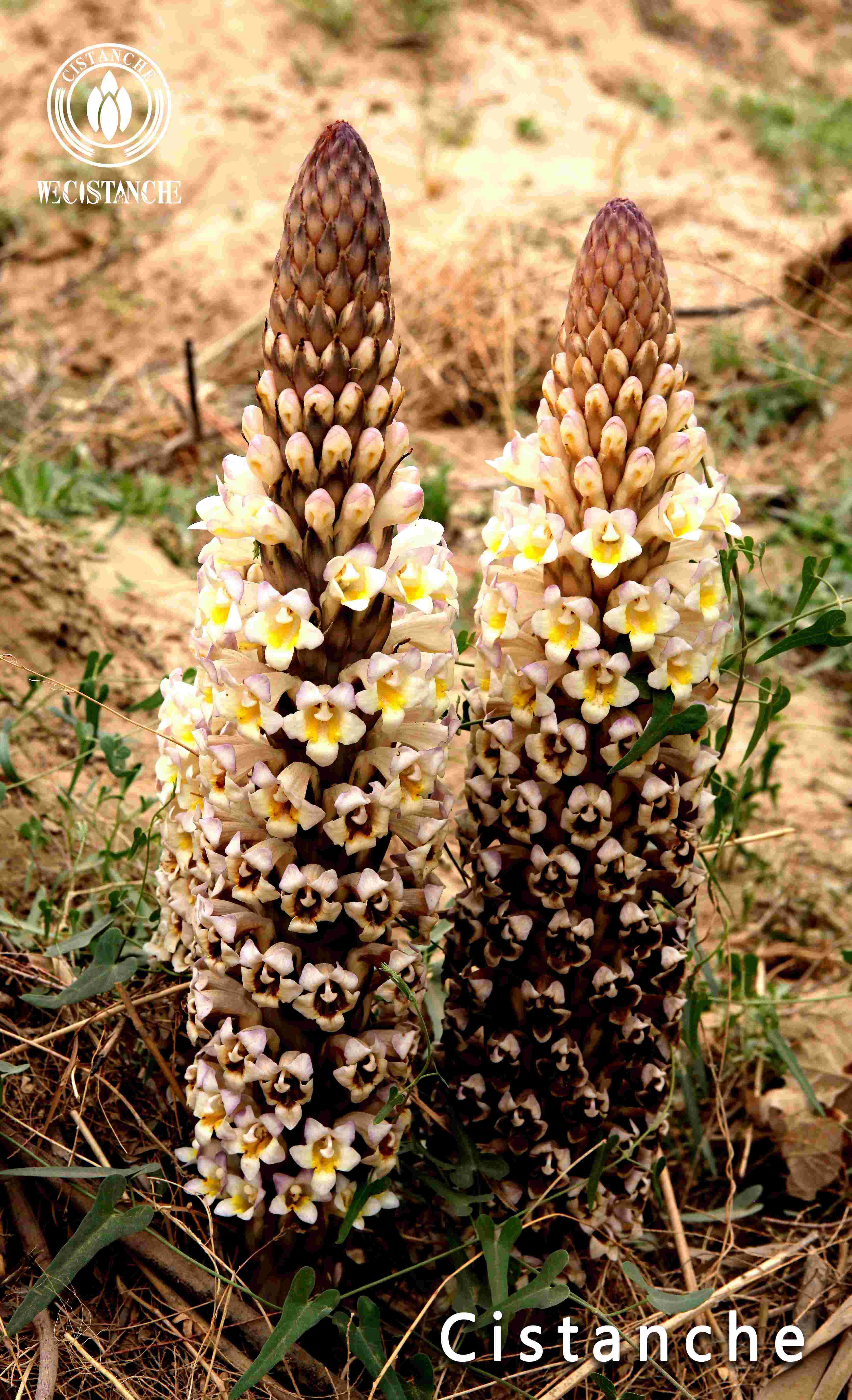 fresh Cistanche tubulosa