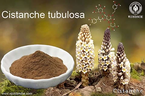cistanche polysaccharide benefits