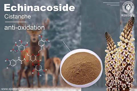 Echinacoside in Cistanche Echinacoside in Cistanche