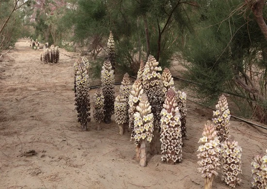 cistanche phelypaea
