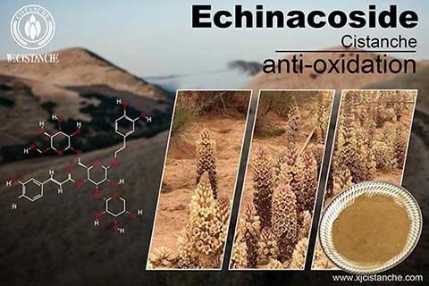 cistanche coffee benefits