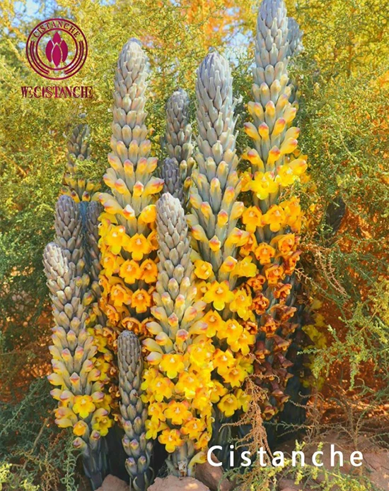 cistanche deserticola