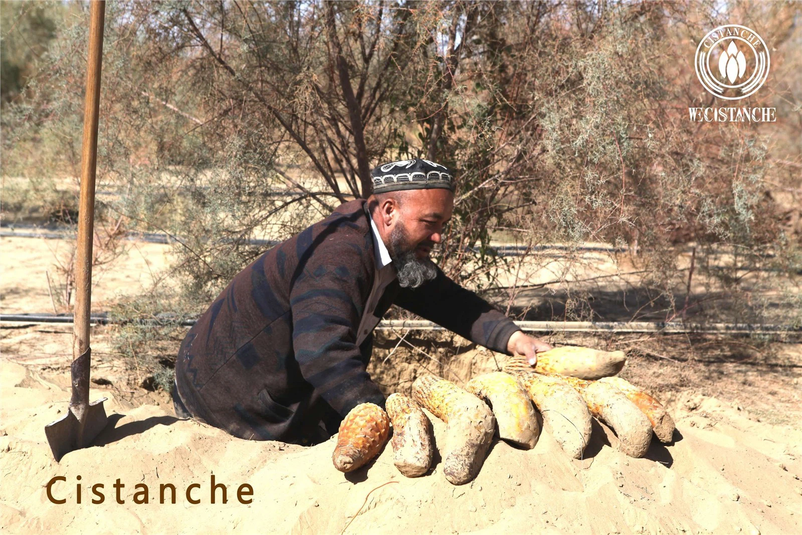 cistanche tubulosa pdf