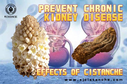 cistanche benefits and side effects