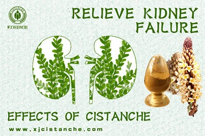 Cistanche benefits