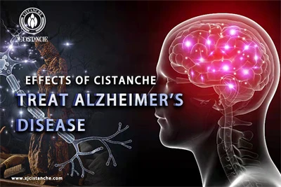 Cistanche benefits