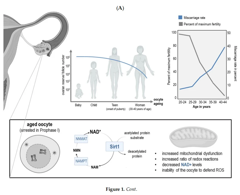 cistanche research for anti-aging