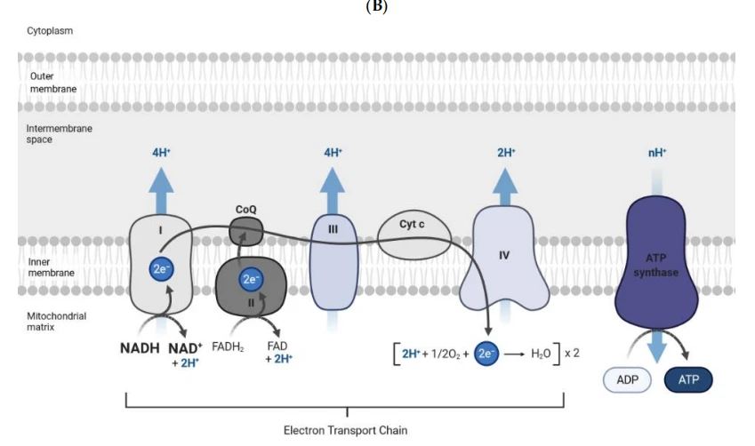 cistanche research for anti-aging