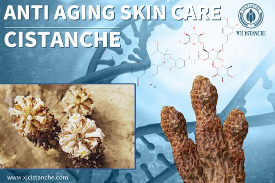 cistanche research for anti-aging