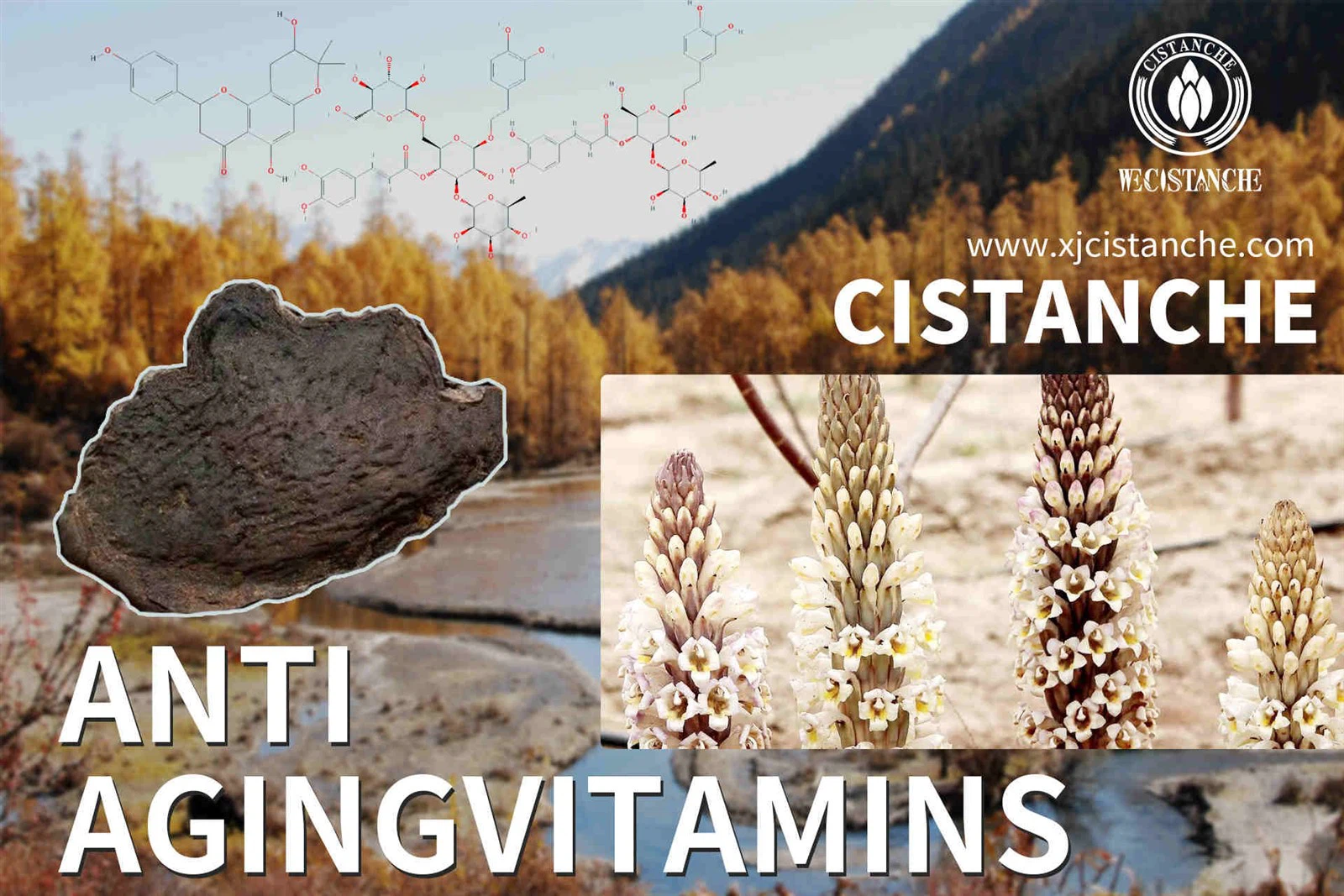 cistanche side effects reddit