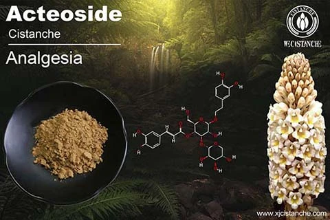 Acteoside in Cistanche (3)