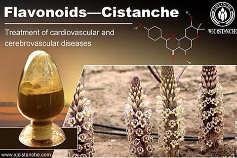 best herbs for bone growth