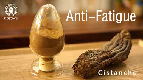 Cistanche tubulosa-Anti Fatigue