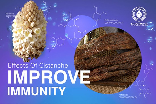 Cistanche deserticola—improve immunity - Cistanche deserticola—improve immunity -