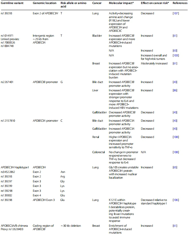 Table 2 Germline variants affecting APOBEC3s and cancer risk