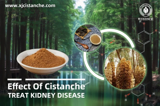 25% echinacoside 9% acteoside cistanche for sell