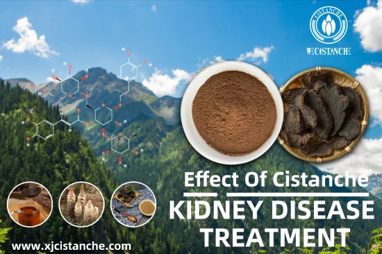 25% echinacoside 9% acteoside cistanche for sell