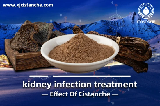 25% echinacoside 9% acteoside cistanche for kidney