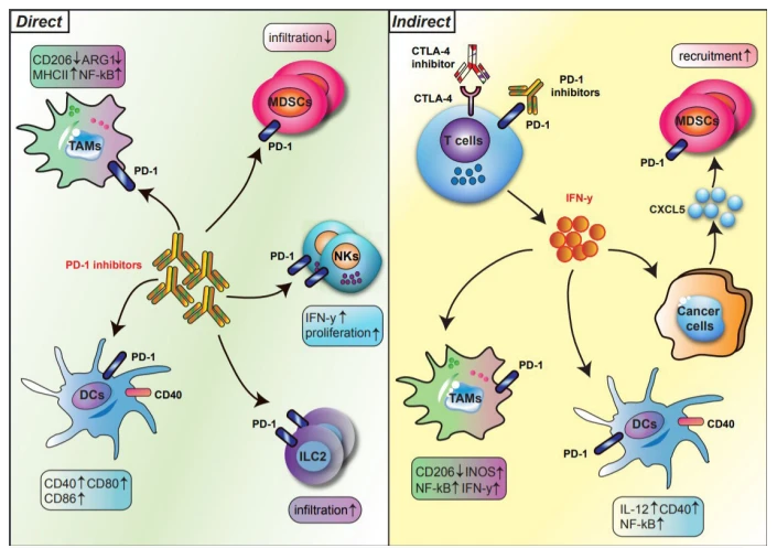 Figure 1 Direct and indirect regulation of innate immune subsets by PD-1 blockade. The regulation of innate immune cells by PD-1 blockade is divided into direct (left) and indirect (right) pathways. In the direct pathway, PD-1 blockade reshapes the phenotypes and functions of innate immune subsets, such as TAMs, DCs, MDSCs, NK cells, and ILC2s, expressing PD-1 (left). In the indirect pathway, T cells activated by anti-PD-1 secrete IFN-y, which in turn phenotypically polarizes myeloid cells within the TME (right). Bold arrows indicate interactions. DCs, dendritic cells; IFN-y, interferon-gamma; ILCs, innate lymphoid cells; MDSCs, myeloid-derived suppressor cells: NK, natural killer cells; PD-1, programmed cell death protein 1; TAMs, tumor-associated macrophages; TEM, tumor microenvironment.