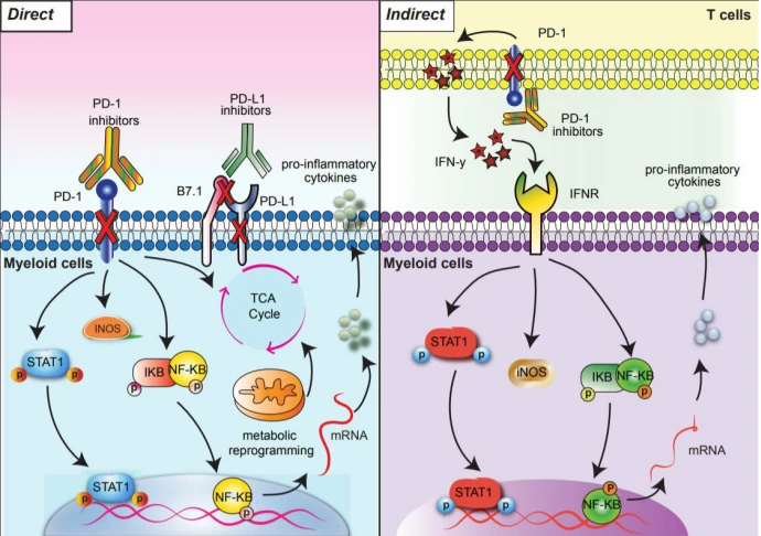 Figure 2 Direct and indirect signaling pathways downstream of PD-1 blockade in myeloid cells. PD-1 blockade results in direct (left) and indirect (right) signaling outcomes. Direct PD-1 blockade in PD-1-expressing myeloid cells activates NF-κB and pSTAT1 signaling pathways and reprograms glycometabolism (left). In the indirect pathway, anti-PD-1 activated T cells secrete IFN-y which triggers NF-κB and pSTAT1 signaling pathways in myeloid cells (right). Arrows indicate downstream outcomes of PD-1 blockade. IFN-γ, interferon-gamma; PD-1, programmed cell death protein 1.