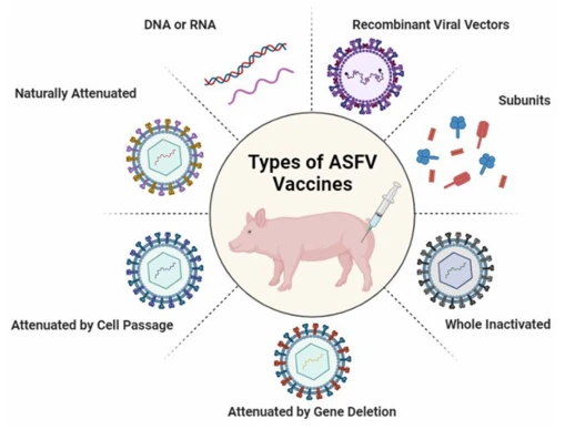 Figure 1. Trends in advances in vaccines against ASFV. Recombinant viral vector vaccines, subunit vaccines, whole inactivated ASF virus vaccines, gene-deleted attenuated vaccines, vaccines attenuated by cell passage, naturally attenuated vaccines, and DNA or RNA vaccines. 