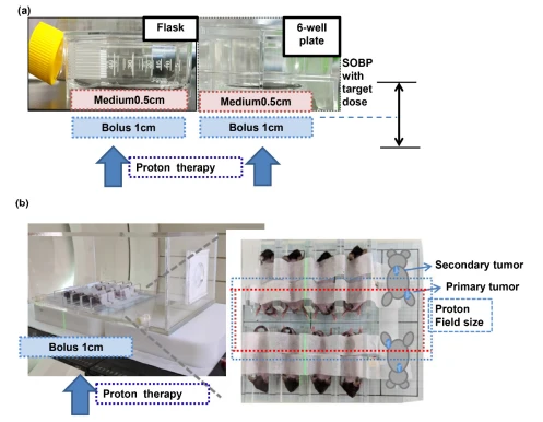 Figure 1. Preclinical model for PT. The experimental proton beam designs for in vitro (a) and animal tumor models (RT field for liver tumor irradiation, blue line; RT field to examine the abscopal effect, red line) (b).