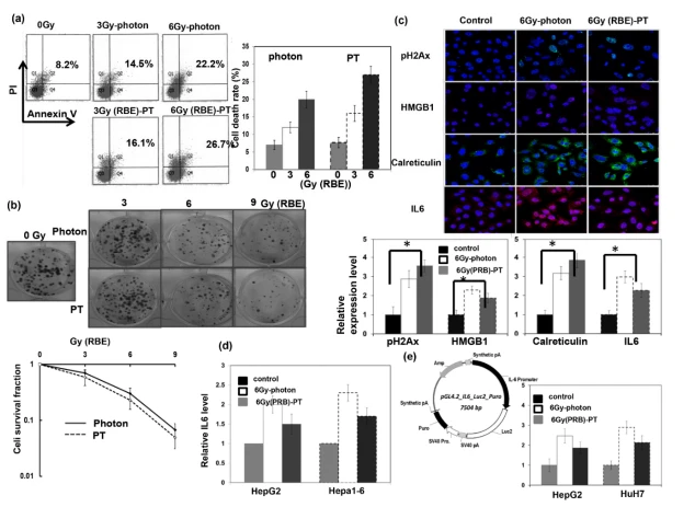 Figure 2. Response of HCC to PT in vitro. Effects of PT treatment on the cell death of HuH7 cells. (a) Fluorescence-activated cell sorting with propidium iodide and Annexin V staining 48 h after PT for the indicated dose (RBE), and (b) cell survival fractions by clonogenic assays presented with the ratio normalized by the survival fraction under control conditions. The plating cell numbers for 0, 3, 6, and 9 Gy (RBE) were 500, 1000, 1500, and 3000 per well, respectively. (c) Immunofluorescence for PT-induced DNA damage and markers for immunogenicity cell death is shown by representative slides and quantitative data (DAPI, blue; pH 2AX and calreticulin, green; HMGB1 and IL6, red). The y-axis represents the relative fold changes in the target protein expressions. (d) The levels of IL-6 were examined via real-time RT–PCR 48 h after PT. (e) Stable transfection of HepG2 and HuH7 cells with plasmids containing IL-6 promoter–reporter constructs. Values are represented as fold activation of luciferase activity of the reporter plasmid in the indicated condition. Data are presented as means ± standard errors of the mean. * p < 0.05