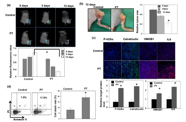Figure 3. Response to PT treatment in immunocompetent mice. Representative images and quantitative data were determined via FMT analysis of glucose uptake at 0, 3, or 12 days with or without PT irradiation (a). The y-axis represents the ratio normalized by the value of the tumor at 0 days with sham irradiation. Representative images and quantitative data of tumor pictures (b) from mice bearing s.c. tumors 12 days after 12 Gy (RBE) PT or sham irradiation are shown. The y-axis represents the relative fold change in tumor size at the indicated time after PT. DNA damage by IF (c) and cell death by FACS (d) were evaluated at 3 days after PT. The y-axis is the relative fold change in target protein expressions and the cell death rate at 3 days after PT. Data are presented as means ± standard errors of the mean. * p < 0.05