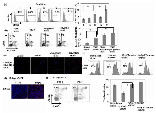 Figure 4. Immune response associated with PT. The expression of the CD163 marker in the cells at the end of M2 macrophage polarization was analyzed via FACS (a) (I: control; II: + cancer cell culture supernatant; III: + cancer cells; IV: +6 Gy (RBE) PT-irradiated cancer cell culture supernatant; V: +6 Gy (RBE) PT-irradiated cancer cells). The percentage of CD14+HLA-DR− cells from PBMCs incubated with or without HuH7 cells irradiated with 0, 3, or 6 Gy (RBE) for 48 h was analyzed (b), and the expression of iNOS in the sorted CD14+HLA-DR− cells was analyzed via IF (DAPI, blue; iNOS, red) (c). The extent of CD163+ cells in irradiated tumors 12 days after PT was examined via IF (DAPI, blue; CD163, red) (d), and the effect of PT irradiation on monocytic-MDSC recruitment was evaluated via FACS (e). Furthermore, the rate of T-cell proliferation was examined via FACS with or without incubation with PT-irradiated cancer cells. Representative images and quantitative data are shown (f). Treatment indicated CD8+ T cells with anti-CD3/CD28 stimulation beads in the presence of MDSC combined with cancer cells with or without PT irradiation. Data are presented as means ± standard errors of the mean. * p < 0.05.