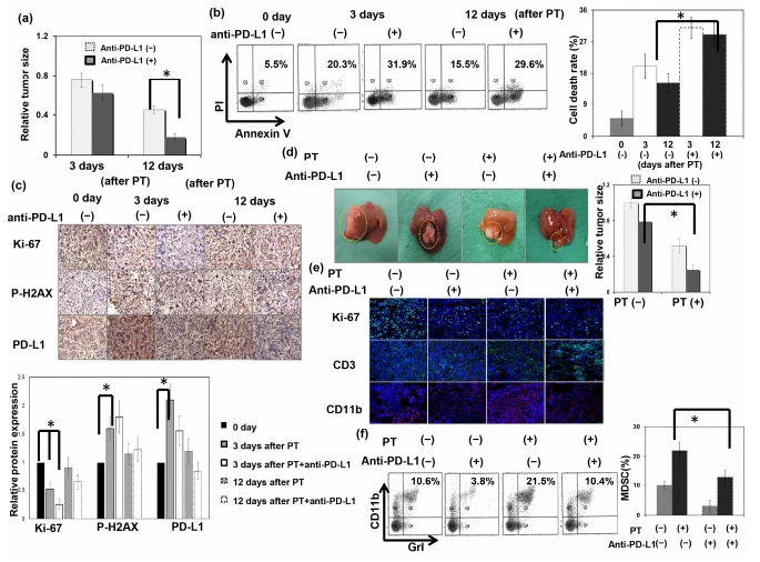 Figure 6. Effect of PD-L1 on the response of HCC to PT in vivo. (a) The effect of anti-PD-L1 therapy on the tumor growth delay. The y-axis is the relative fold change in subcutaneous tumor size induced by anti-PD-L1 after PT. Data represent the means of experiments, * p < 0.05. (b) The in vivo effects of treatment-induced apoptosis as evaluated using FACS with Annexin V-PI staining. The y-axis is the relative fold change in the cell death rate after PT. Data are presented as means ± standard errors of the mean. * p < 0.05. (c) Immunohistochemistry for RT-induced DNA damage and Ki-67 in tumors at the indicated times after PT for 12 Gy (RBE). (d) The effect of anti-PD-L1 therapy on tumor inhibition was evaluated in an orthotopic tumor model. Representative images and quantitative data are shown 12 days after local PT irradiation or sham irradiation. The y-axis is the relative fold change in liver tumor size. Data represent the means of experiments, * p < 0.05. (e) The extent of ki67+, CD3+TIL, and CD11b+ cells in irradiated tumors 12 days after PT were examined using IF (DAPI, blue; ki-67 and CD3, green; CD11b, red). (f) The effect of anti-PD-L1 combined with PT irradiation on MDSC recruitment was evaluated using FACS