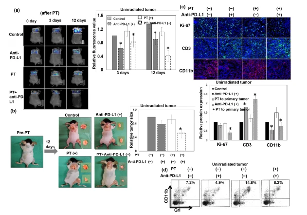 Figure 7. The abscopal effect on liver cancer following PT. The growth of unirradiated tumors over the upper back was determined via FMT analysis of glucose uptake (a) and tumor pictures (b) at indicated times from mice that received PT for 12 Gy (RBE) to the primary tumor over the right thigh only (PT (+): the mice received 12 Gy (RBE) to the primary tumor over the right thigh, but not to the secondary tumor over the upper back). Representative images and quantitative data of unirradiated tumors are shown at 0, 3, and 12 days after PT irradiation with or without anti-PD-L1 therapy. The y-axis represents the relative fold change in the value of FMT and tumor size at the indicated time after PT. Furthermore, representative images of the level of ki-67 and the infiltration of CD11b+ cells and CD3+ cells in secondary unirradiated tumors 12 days after local PT using IF are shown (DAPI, blue; ki-67 and CD3, green; CD11b, red) (c). The accumulation of MDSCs (d) in the secondary unirradiated tumor was analyzed using flow cytometry. The y-axis is the relative fold change. Data represent the means of experiments, * p < 0.05