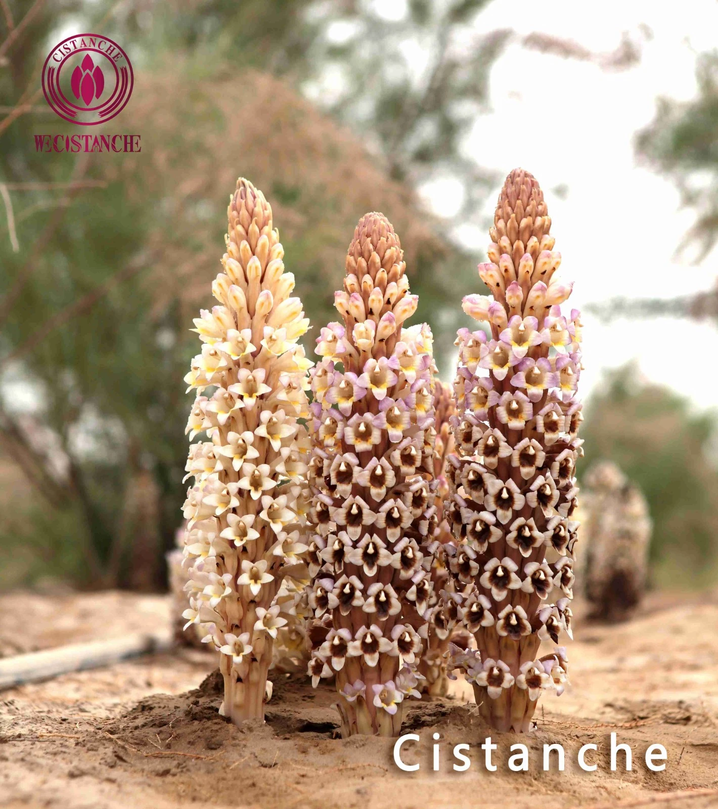 Cistanche tubulosa