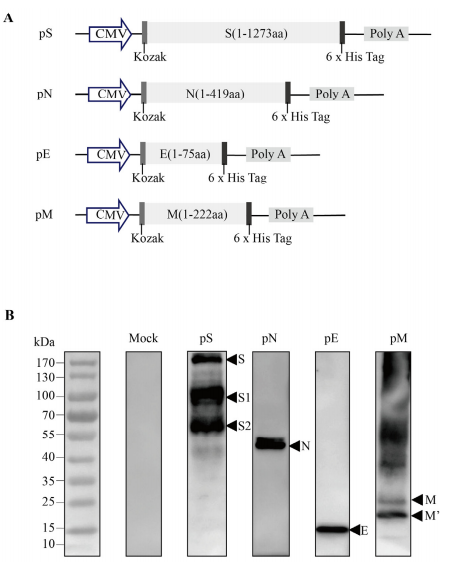 Figure 1. Design and expression of recombinant DNA-based SARS-CoV-2 S/N protein vaccine constructs. (A) Schematic diagram of the recombinant DNA-based vaccines encoding SARS-CoV-2 spike (PS), nucleocapsid (pN), envelope (pE), and/or membrane (PM) proteins. (B) The target protein expression in DNA vaccines was validated via the western blot analysis of 293T cells transfected with the pS/pN/pE/pM plasmids. Figure 1. Design and expression of recombinant DNA-based SARS-CoV-2 S/N protein vaccine constructs. (A) Schematic diagram of the recombinant DNA-based vaccines encoding SARS-CoV-2 spike (PS), nucleocapsid (pN), envelope (pE), and/or membrane (PM) proteins. (B) The target protein expression in DNA vaccines was validated via the western blot analysis of 293T cells transfected with the pS/pN/pE/pM plasmids.