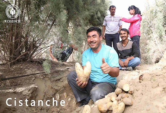 Cistanche deserticola - a bumper harvest for farmers Cistanche deserticola - a bumper harvest for farmers