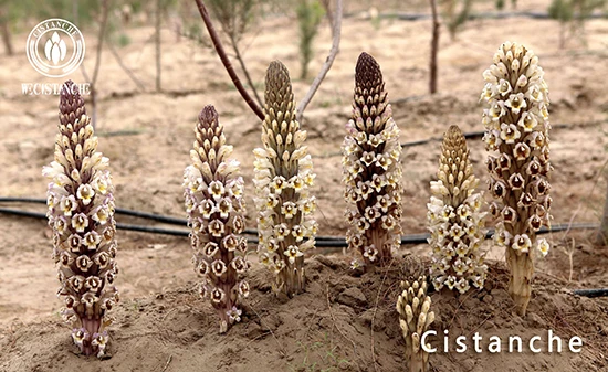 chinese herb cistanche (2)