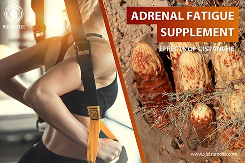 Cistanche deserticola efficacy-Tonifying kidney (9)