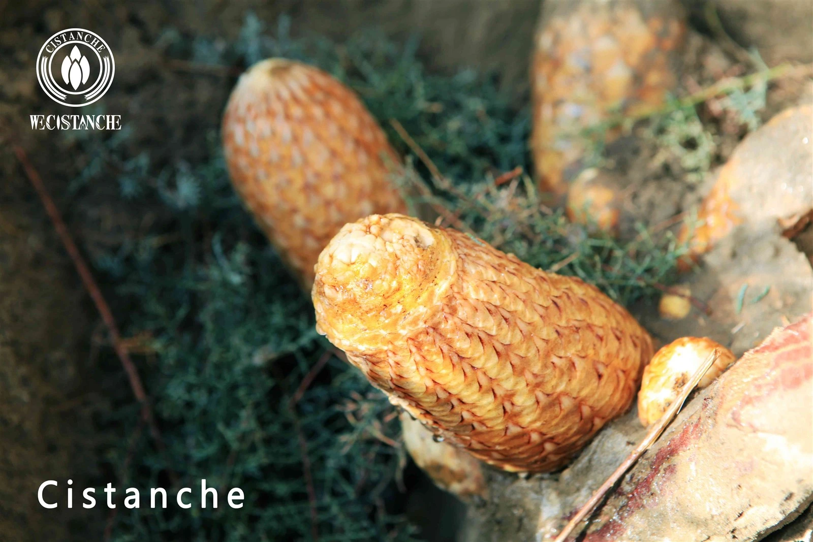 cistanche tubulosa for fitness and improving energy
