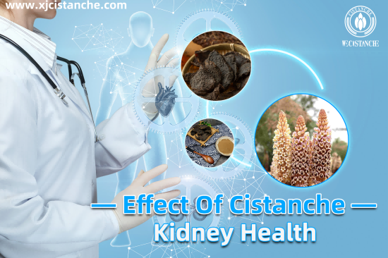 NEW HERB FOR TREATING KIDNEY DEFICIENCY
