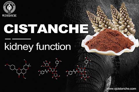 NEW HERB FOR TREATING KIDNEY DEFICIENCY
