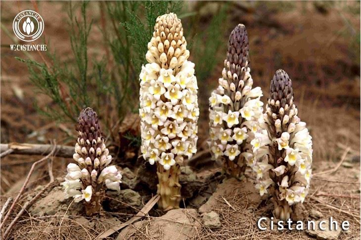 مواد Cistanche Tubulosa Cistanche Root Cistanche Stem Cistanche Extract