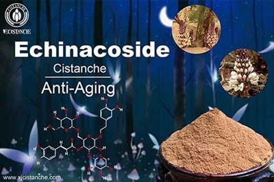 effect of cistanche effect of cistanche